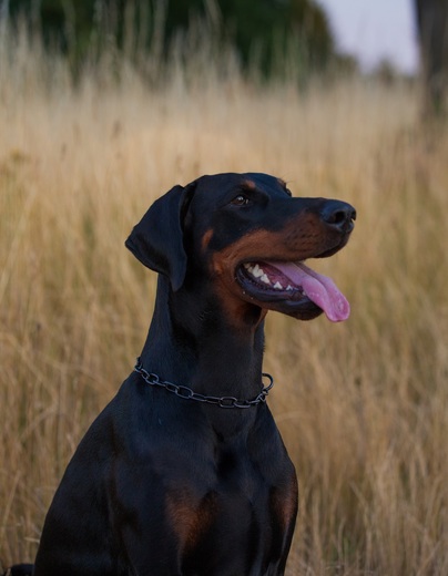 Black Bessi sed1.jpg