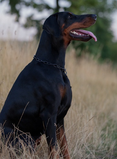 Black Bessi sed3.jpg