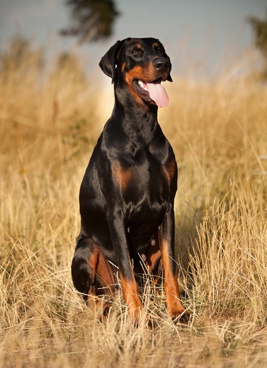 Black Bessi sed4.jpg